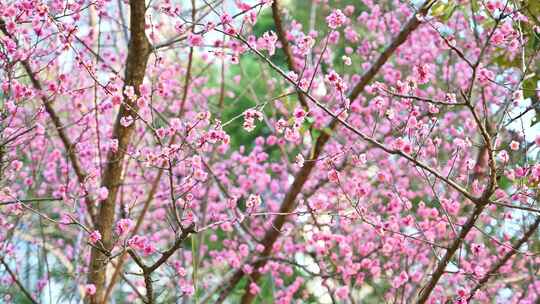 四川成都望江楼春天樱花园林风景高视角航拍