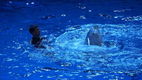 海豚表演秀杂技演出海底世界动物海洋特写视频素材模板下载