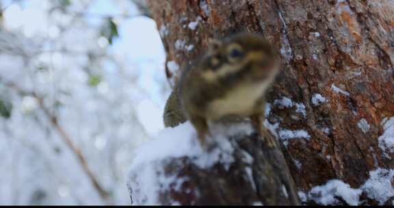 高清实拍冬天雪地小松鼠