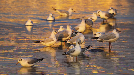 昆明冬天滇池公园湖上的成群的红嘴鸥