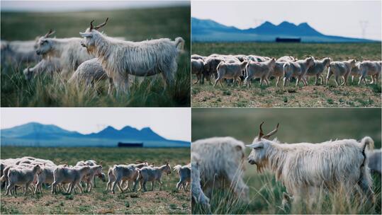 【合集】草原 山羊 羊群 放牧