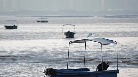 香港瞭望深圳视频深圳湾