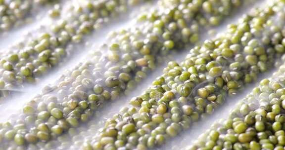 绿豆豆子农业五谷粗粮杂粮粮食农产品农作物