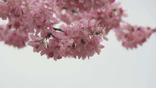 4K春天粉色樱花视频视频素材模板下载