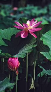 荷花自然涟漪露水池塘开花莲蓬公园花瓣雨诗