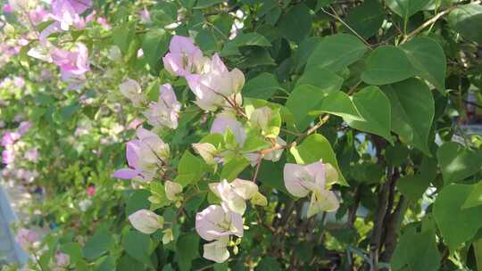 蓝天三角梅鲜花实拍