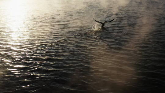 雾气腾腾湖面上的水鸟视频素材模板下载