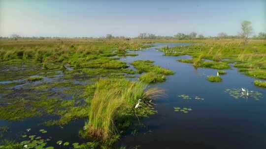 航拍湿地公园水草丰富自然风景视频素材模板下载