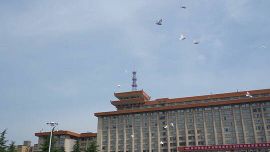 新城广场一群鸽子飞起 60视频素材模板下载