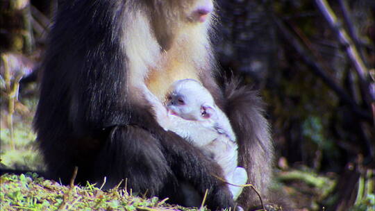 滇金丝猴妈妈抱着自己的幼崽2