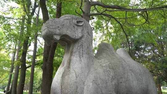南京明孝陵景区石象路骆驼雕塑慢镜头素材
