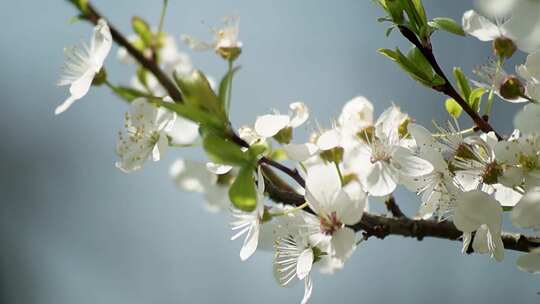 春天盛开的白色樱花、杏花