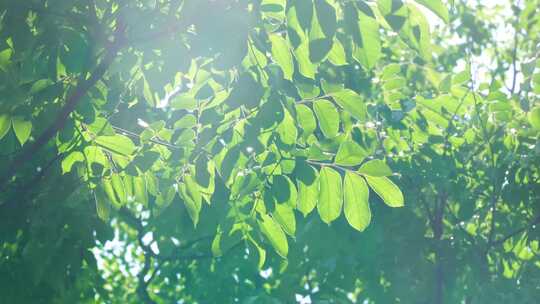 （合集）夏天阳光透过绿色树叶的治愈系光影