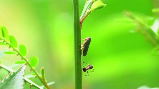 蚂蚁以其他昆虫产生的花蜜为食