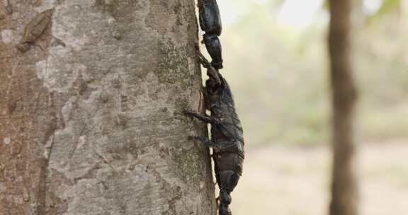 一只蝎子爬树的特写镜头
