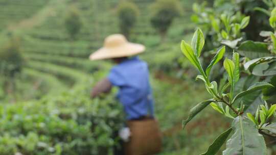 茶园里茶农在采茶叶