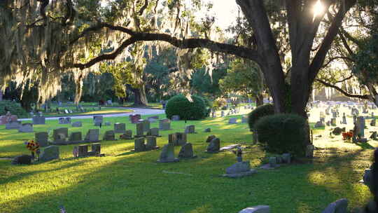 佛罗里达州奥兰多绿草上南方橡树阴影下旧墓