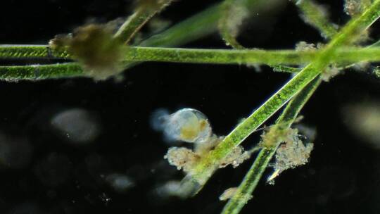 浮游生物动物素材，显微镜下的轮虫1