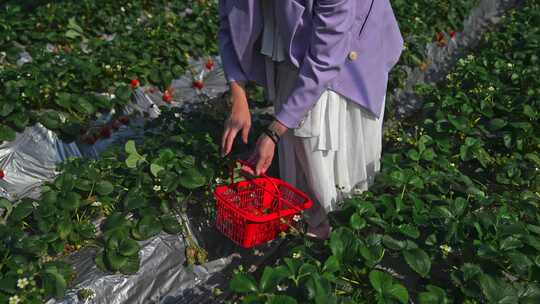 春天果园里采摘草莓