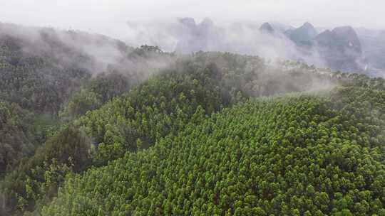 航拍森林自然风景云雾