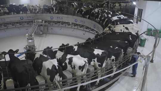 现代化牧场奶牛挤牛奶