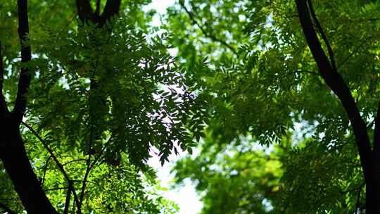 洛阳夏日大自然阳光下的植物空镜头