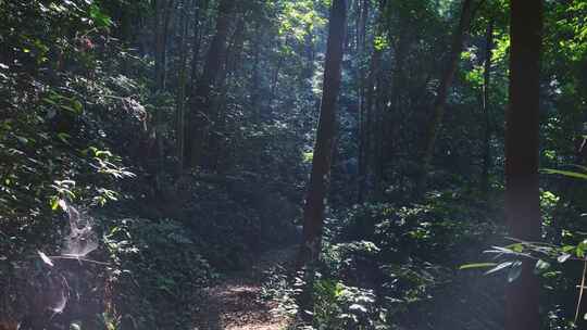 茂密森林树木林间小路