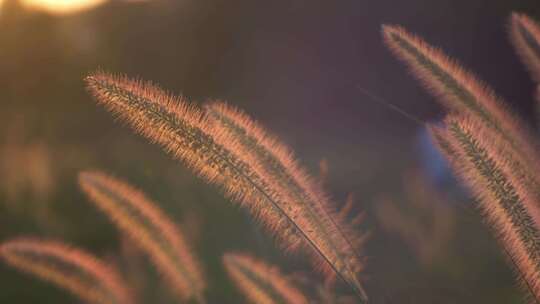 狗尾巴草特写