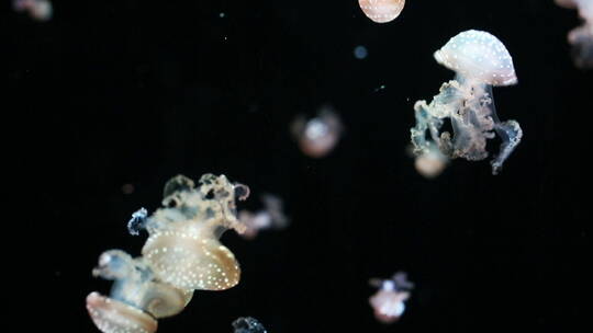 水族馆里游走的水母