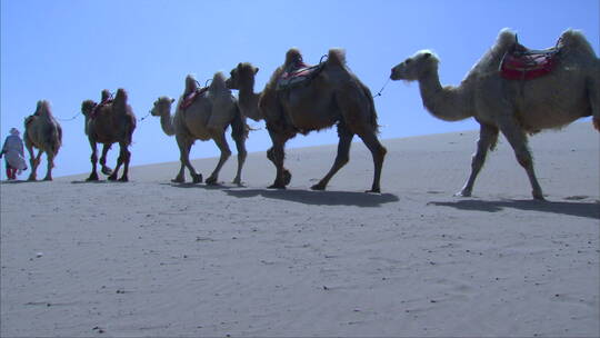 宁夏 沙漠 骆驼队行走 离去 走远 背影视频素材模板下载