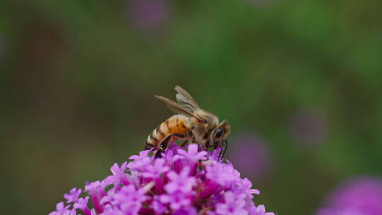 蜜蜂在柳叶马鞭草上采蜜