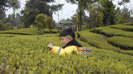 小孩在茶山采茶