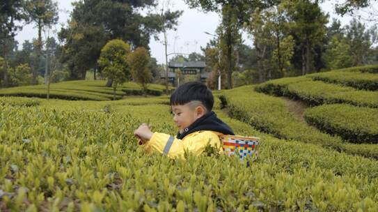 小孩在茶山采茶视频素材模板下载