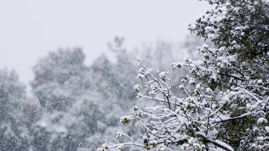 大雪雪景素材