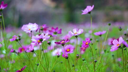 格桑花合集 格桑花海 野花盛开 格桑花升格