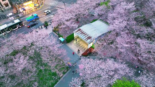 虹口足球场樱花