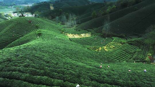 航拍茶园茶山风光