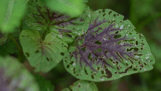 蔬菜虫眼实拍