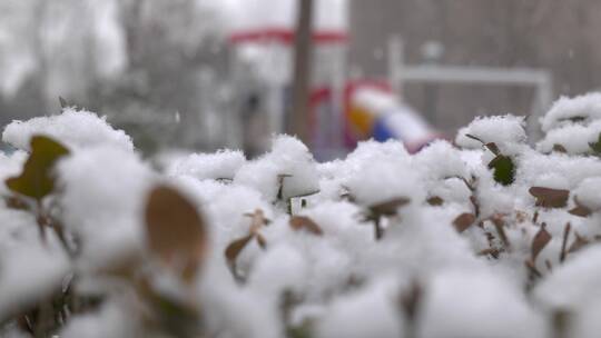 下雪积雪雪花