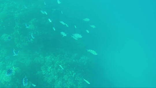 海鱼在游泳视频素材模板下载