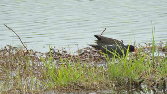 春天池塘湿地水鸟觅食黑水鸡