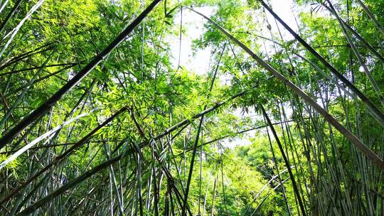 竹子竹林实拍视频素材