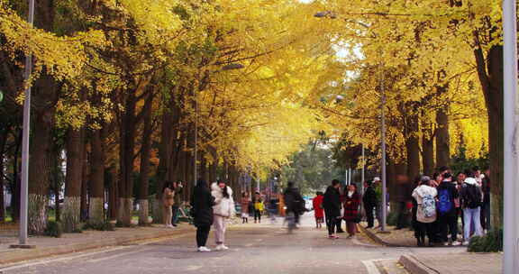 金黄色的秋天四川大学校园里的银杏树林