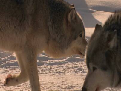 一只狼带着狼群在雪地里徘徊视频素材模板下载