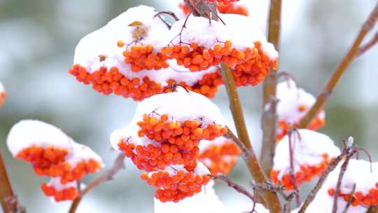 冬季花楸木 红果