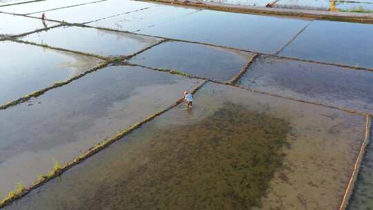 田园风光 水田 稻田 夏种 航拍 农忙