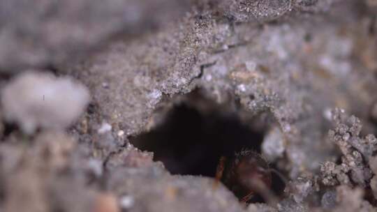 昆虫   蚂蚁 力量 自然  昆虫  蚂蚁打洞视频素材模板下载