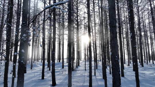 阳光光影雪原松林