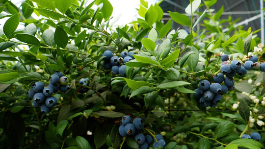 蓝莓成熟季节大棚种植