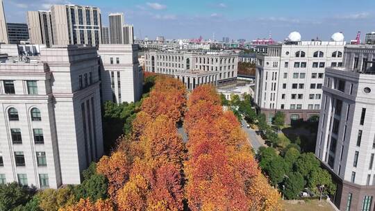 上海秋天 复旦大学 学校梧桐